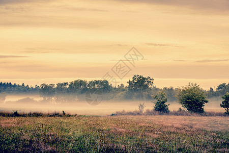 雾蒙蒙的草地景观,田野树木图片