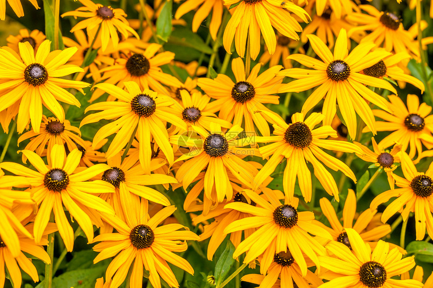 花园里的黄色鲁德贝克亚富吉达花图片