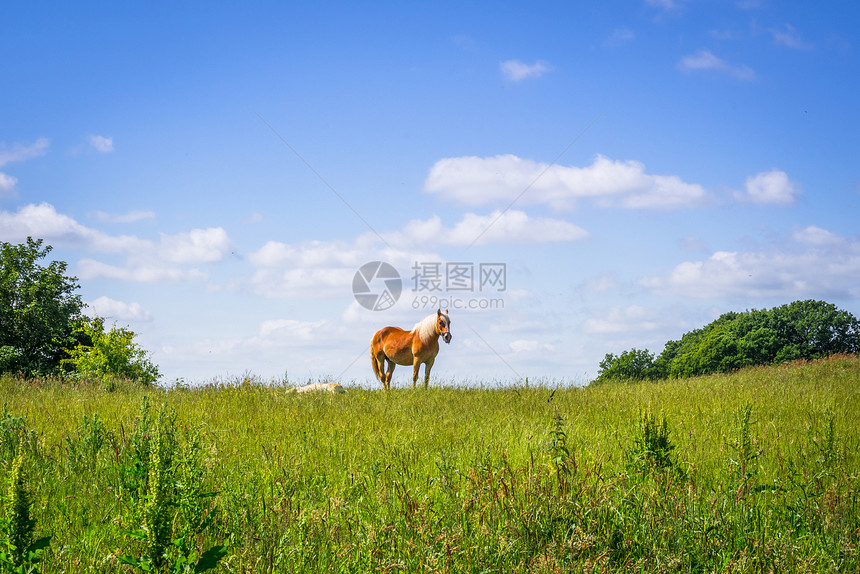 棕色的马走田园诗般的绿色田野上图片