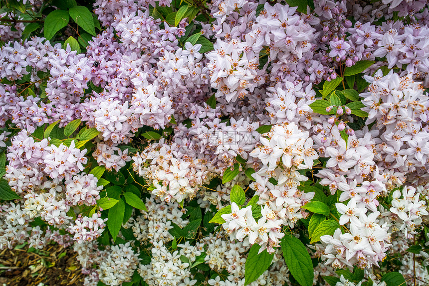 大灌木上的白色紫色的花图片
