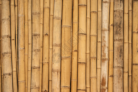 亚洲竹子背景表垂直排列图片