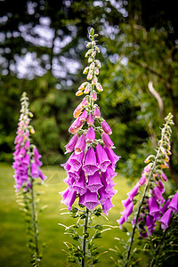 夏天,美丽的紫罗兰花花园里背景图片