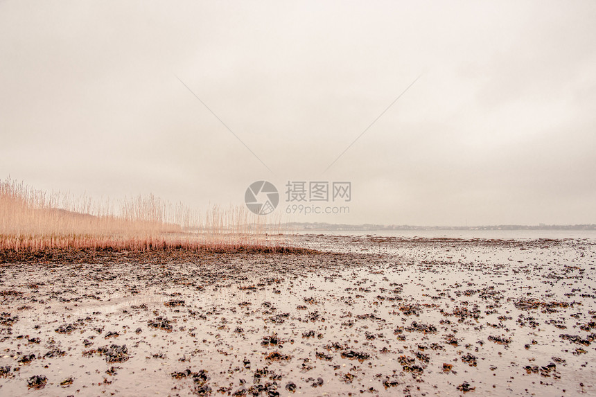秋天低潮海滩上的海藻图片