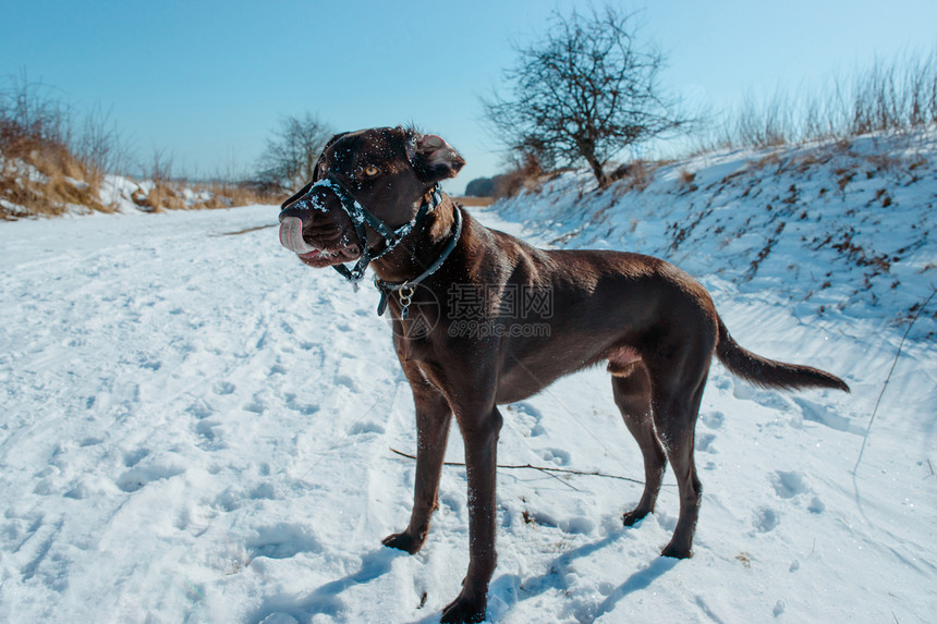狗冬天的风景覆盖着雪图片