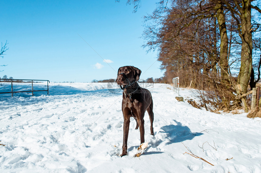 狗冬天的风景覆盖着雪图片