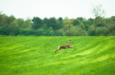 奔跑的小鹿白天鹿跑过田野背景