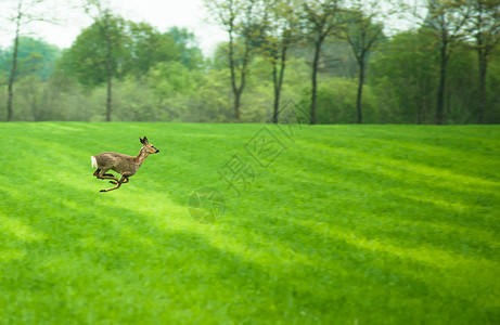 白天鹿跑过田野高清图片