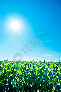 绿色的玉米田,阳光蓝天图片