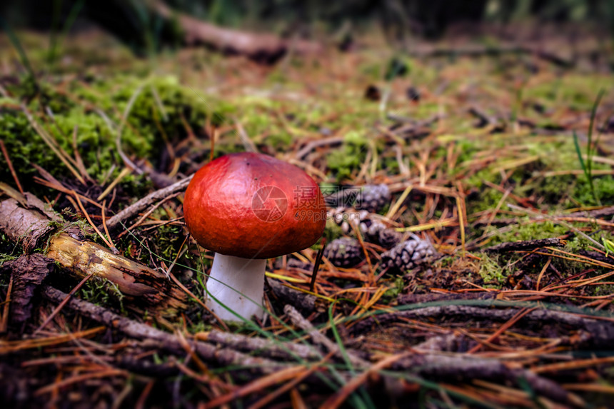 森林地板上的红色真菌蘑菇图片