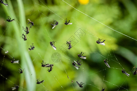 许多苍蝇被蜘蛛网捕获背景图片