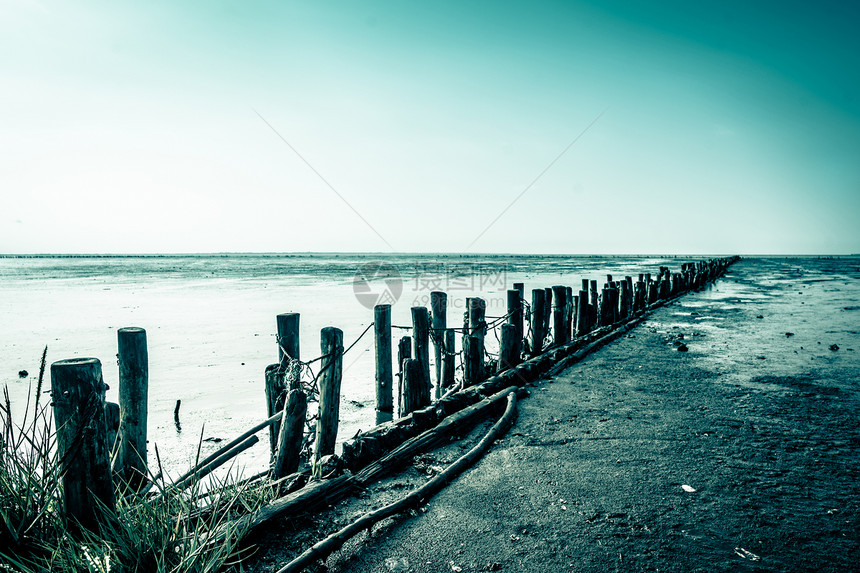 低潮海滩上的木杆图片