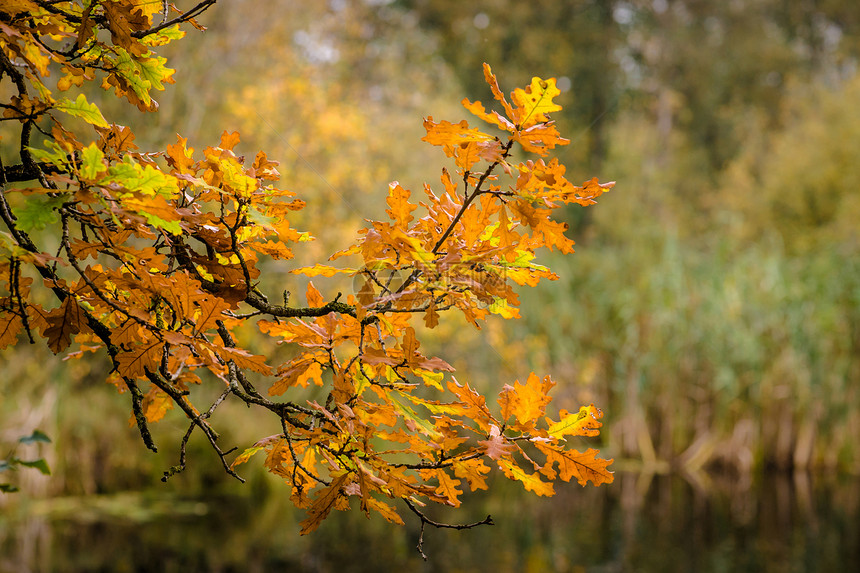 五颜六色的秋枫挂树上图片