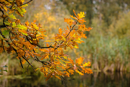 五颜六色的秋枫挂树上图片