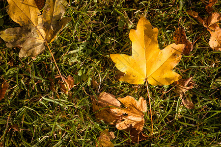 秋天时草地上落叶图片