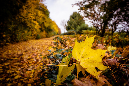 秋天时自然界的落叶图片