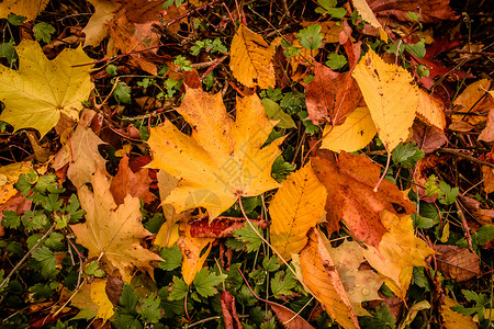 秋天时草地上落叶图片