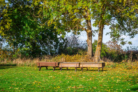 秋天公园里的树凳图片