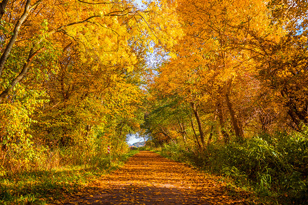 阳光明媚的日子里,秋天的树小路旁图片