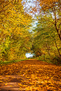 秋天的叶子森林里的条小路上图片