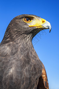 哈里斯霍克,帕布托unicinctus,蓝天的侧捕食鸟原产于美国西南部,南至智利阿根廷中部背景