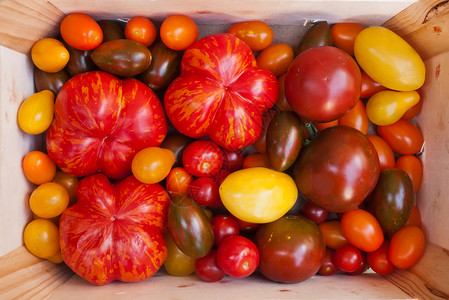 传家宝番茄品种机园艺的各种传家宝番茄品种图片