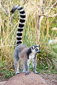 环尾狐猴LemurCatta马达加斯加岛特的种链状菌根灵长类动物背景