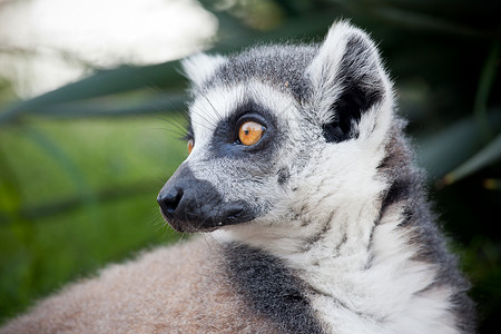 奥运链球环尾狐猴LemurCatta马达加斯加岛特的种链状菌根灵长类动物背景