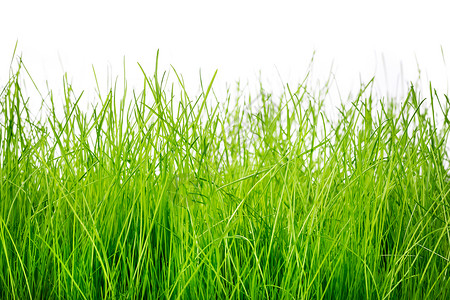 春天的绿草隔离白色的背景上图片