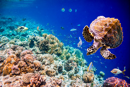 龟浮水下马尔代夫印度洋珊瑚礁高清图片