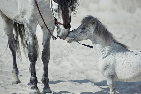 两匹白色拥抱马的美好场景图片