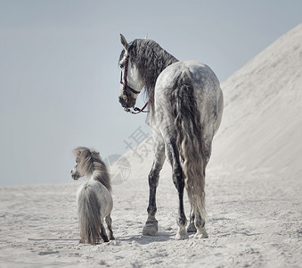 沙漠上两匹马的伟大镜头背景图片