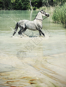 游泳池里白马的照片高清图片
