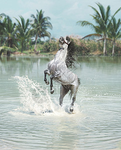 纯阿拉伯血统白马广阔的池塘里跳跃背景