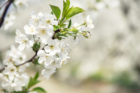 樱桃园里温暖的春天图片