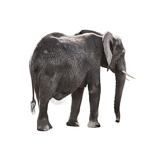 非洲大象孤立白色背景上图片