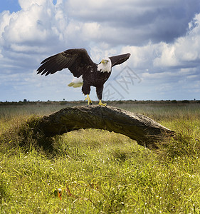 美鹰栖息树上高清图片