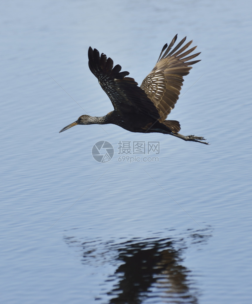 跛脚鸟飞行中水反射图片