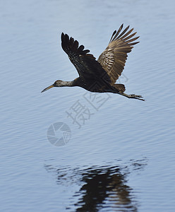 跛脚鸟飞行中水反射图片