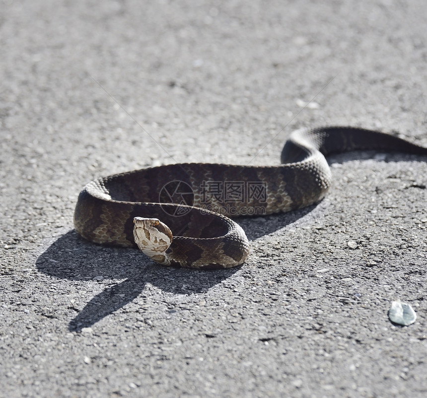 佛罗里达水蛇过马路图片