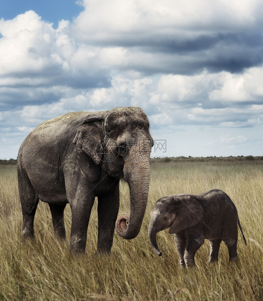 轻的大象它的母亲图片