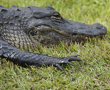 佛罗里达鳄鱼躺草地上图片