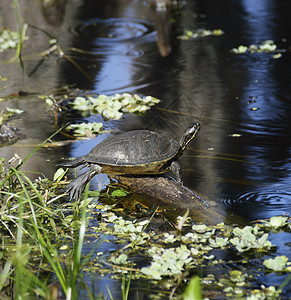 佛罗里达湿地湖泊上的海龟图片