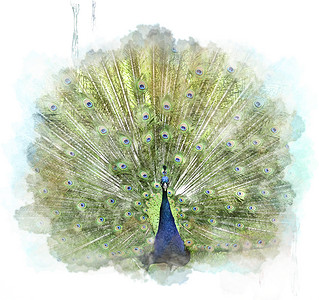 孔雀的水彩数字绘画背景图片