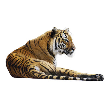 老虎放松,孤立白色背景上图片
