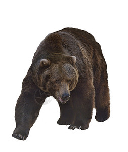 水彩数字绘画灰熊孤立白色背景上背景图片