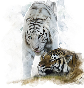 白色棕色老虎的水彩数字绘画图片