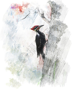 打桩啄木鸟DryocopusParatus的水彩数字绘画图片