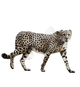 水彩数字画行走猎豹隔离白色背景上图片
