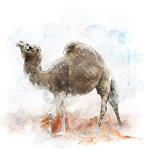 单峰骆驼的水彩数字绘画图片