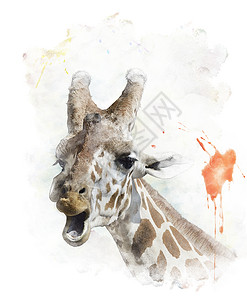 长颈鹿肖像的水彩数字绘画背景图片